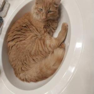 Lost Cat Chimichanga