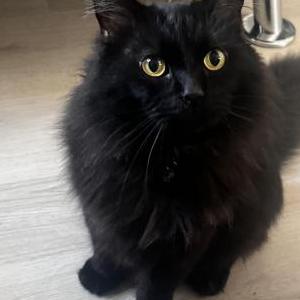 Lost Cat Sam