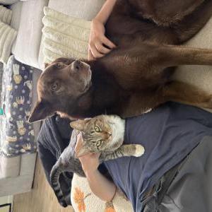 Image of pearl, Lost Cat