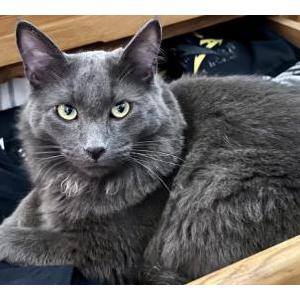 Image of Riot, Lost Cat