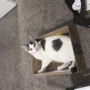Lost Cat Cody