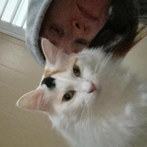 Image of Peaches, Lost Cat