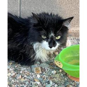 Image of Unknown, Found Cat