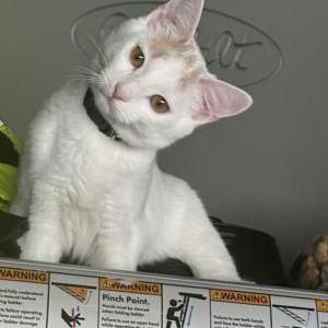 Lost Cat Rocco