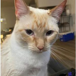 Image of Rose, Lost Cat