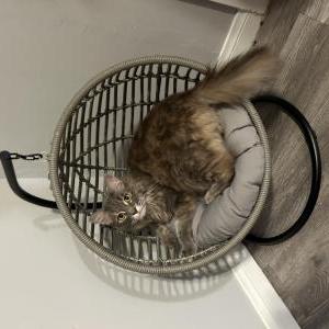Lost Cat Emily