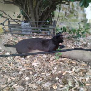 Lost Cat Pumpkin