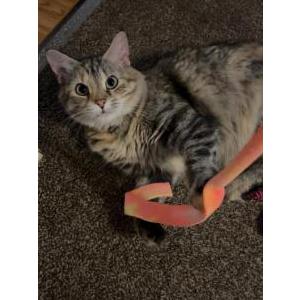 Lost Cat Daniel (DanDan)
