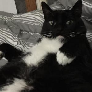 Image of Cat, Lost Cat