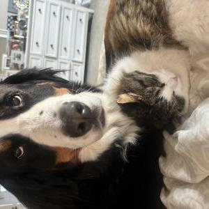 Lost Cat S’mores