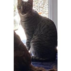 Lost Cat Charlie