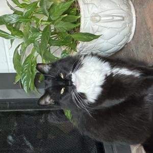 Image of Maizie, Lost Cat