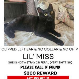 Lost Cat Little Miss