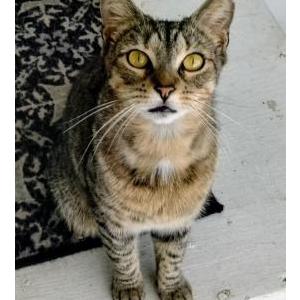 Lost Cat Kitkat