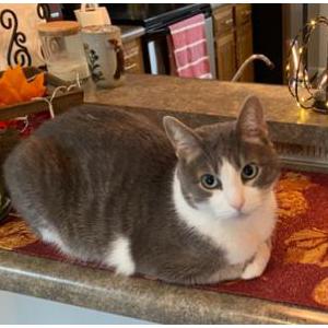 Lost Cat Melvin