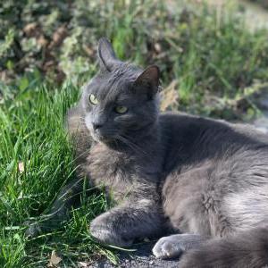 Lost Cat Quica (Kee-Kah)
