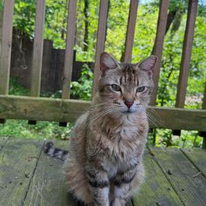 Lost Cat Kyle