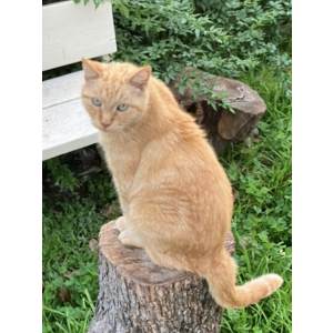 Image of Pumpkin, Lost Cat