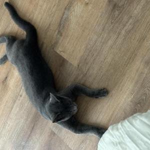 Lost Cat Ryan