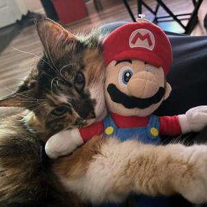 Lost Cat Patches