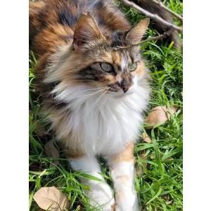 2nd Image of Patches, Lost Cat