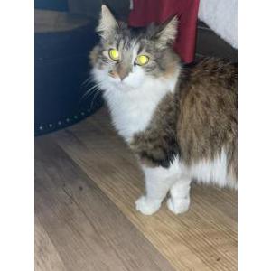 Lost Cat Luna