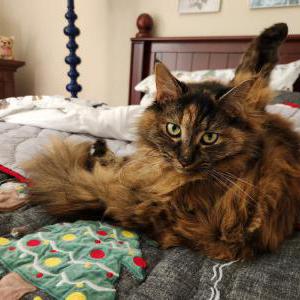 Lost Cat Kitten