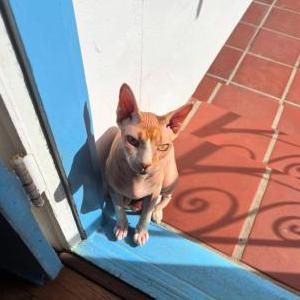 Image of Homie, Lost Cat