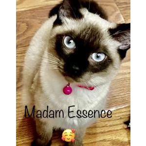 Lost Cat Essence