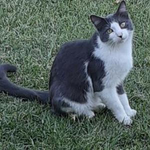 Image of Sky, Lost Cat