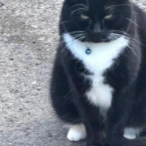 Lost Cat Otis