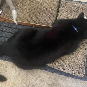 2nd Image of Otis, Lost Cat