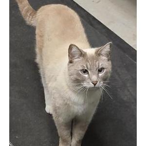 Image of Mochi, Lost Cat