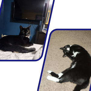 Image of Shadow, Lost Cat