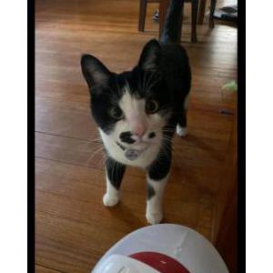 Lost Cat Hamilton