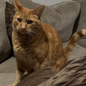 Image of Red, Lost Cat