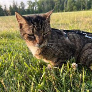 Lost Cat Chloe