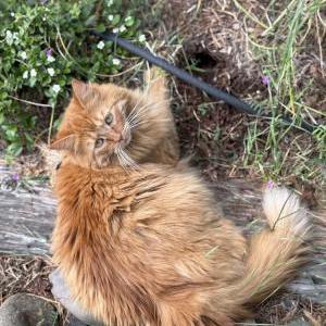 Lost Cat Val