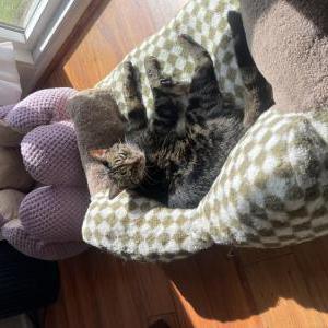 Image of Buscemi, Lost Cat