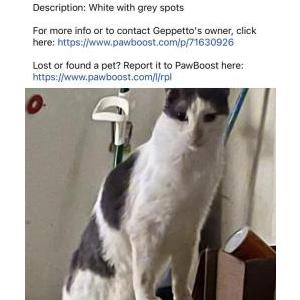 Image of Geppetto, Lost Cat