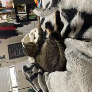 Lost Cat Sam ( Samwise)