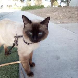 Image of Jackson, Lost Cat