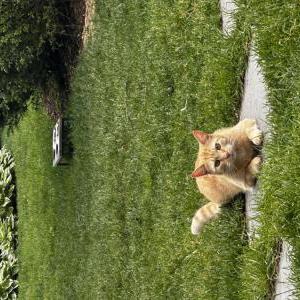 Lost Cat simba