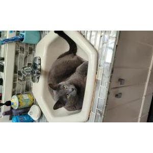 Lost Cat Kiki