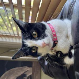 Image of Oreo, Lost Cat