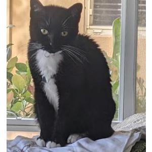 Lost Cat Theta