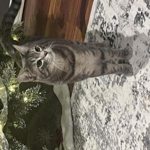 Lost Cat Benj