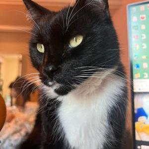 Image of Paco, Lost Cat