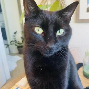 Lost Cat Remy