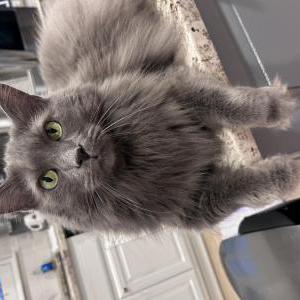Lost Cat Blue